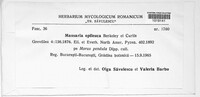 Trematosphaeria epileuca image